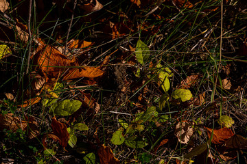 Decaying Leaves