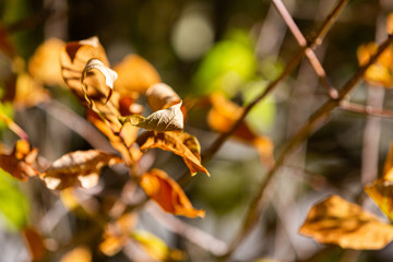 Decaying Leaves in Autumn