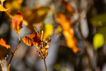 Fall Leaves in Sunlight