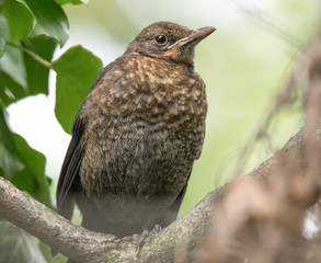 Junge Amsel im Sonnenschein