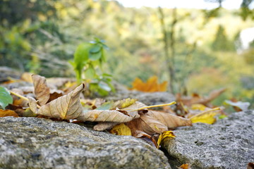 dry withered leaves lie on the rocks against the green forest. falling leaves from trees. change of season, screensaver, copy space