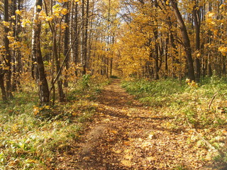 Path in the autumn Park. Defoliation. Red, yellow, and brown leaves of the trees. The leaves on the ground.