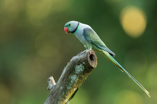 Malabar Parakeet from Thattekad Kerala India