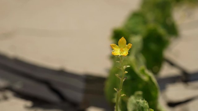 Resistant plant in a dried earth in a desert in Peru, South America