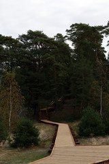 empty wooden pathway in the forest