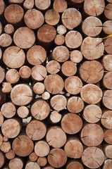 Fotobehang Stapel houtblokken stronken voor de winter © vadim yerofeyev