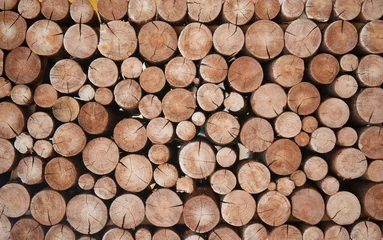 Fotobehang Hout Stapel houtblokken stronken voor de winter