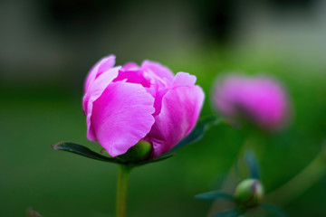 Naklejka na ściany i meble pink lotus flower in the garden