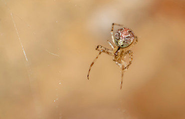 Macro photography of furry spiders in a silver web.