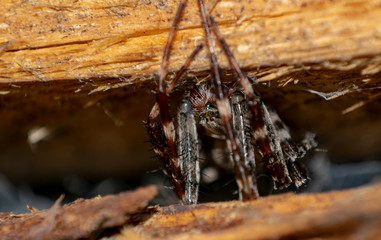 Terrible poisonous spiders in nature.