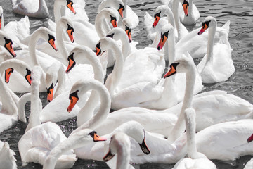 Obraz premium huge family of swans gathering on lake, pattern