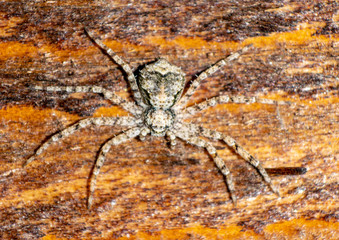 Terrible poisonous spiders in nature.