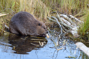 A very large castor  canadensis chewing on popular branch on. The edge of the beaver pond