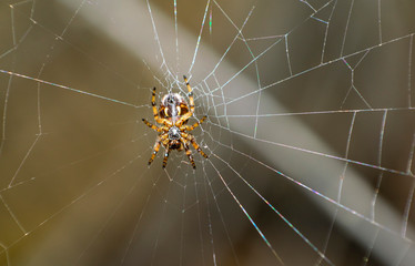 Macro photography of furry spiders in a silver web.