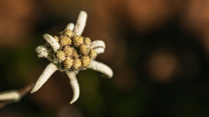 Beautiful edelweiss flower at the famous Kitzbüheler Horn, Kitzbühel, Tyrol, Austria
