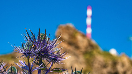 Beautiful alpine flowers at the famous Kitzbüheler Horn, Kitzbühel, Tyrol, Austria
