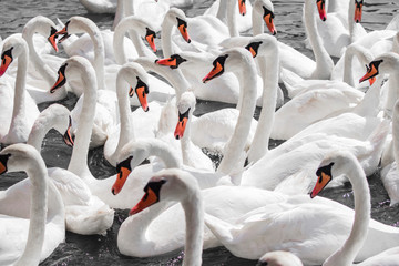 Obraz premium huge family of swans gathering on lake, pattern