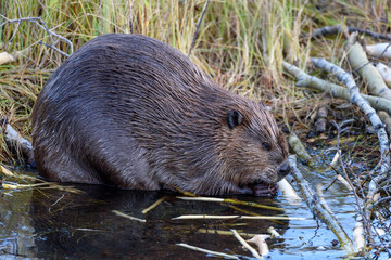 A very large castor  canadensis chewing on popular branch on. The edge of the beaver pond