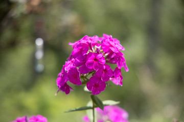 Pretty purple flower 