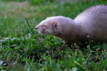 ferret on green grass background