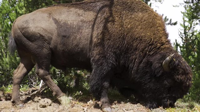 Bison Closeup on the Side of the Road in Yellowstone National Park