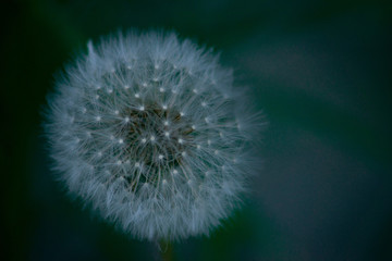 dandelion on background of green grass