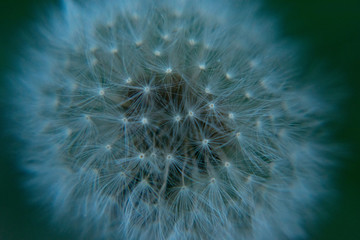 Obraz premium dandelion on background of green grass