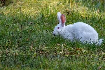 White rabbit walks on a green meadow