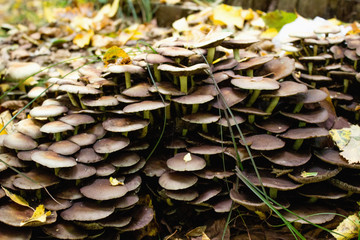 Bad mushrooms in the woods