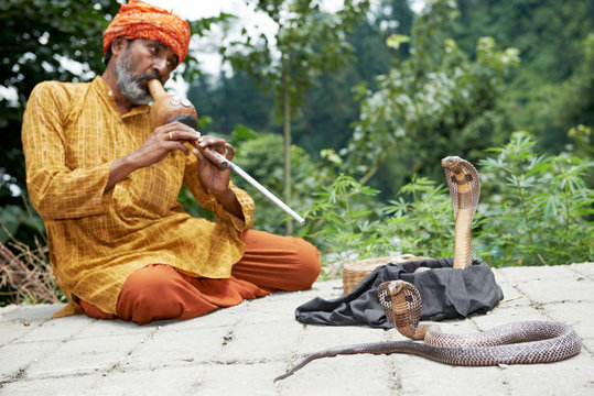 Snake charmer man in turban playing music before snake in India