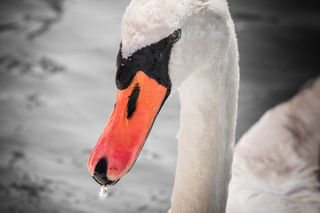 beautiful swan swimming on lake, black and white with orange beak