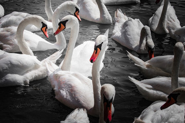 huge family of swans gathering on lake,  pattern