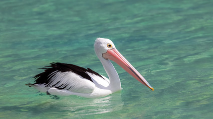 pelican Australia sea