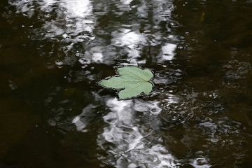 A leaf that fell from the tree in autumn drifts in the calm water