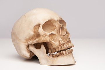 Human skull. Study of the structure of the skull.Skull at the University of Medicine.Human anatomy.Skull and crossbones.The skeleton of the head. Cranium. Fearlessness before death.Biology class