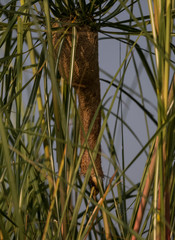 Fototapeta premium Baya Weaver Nest between the bushes