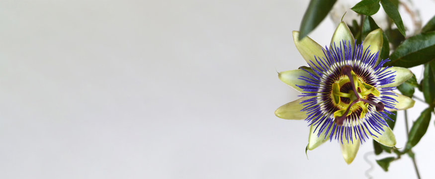 Blue passion flower, background with copy space