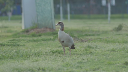 Goose