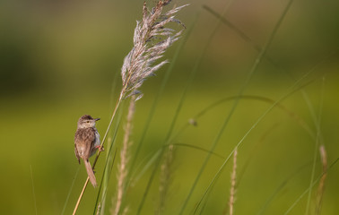 Ashy Prinia bird on tree leaf
