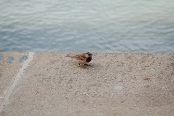 Aufnahme eines Spatz oder Sperrling