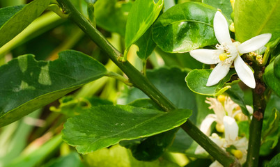 white lemon flower with green leave