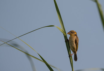 Baya Weaver bird on tree bush