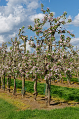 Fototapeta na wymiar blühende Apfelbäume in einer Obstplantage
