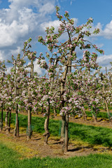 Fototapeta na wymiar blühende Apfelbäume in einer Obstplantage