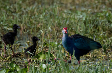 Grey Headed Swamphen