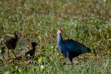Grey Headed Swamphen