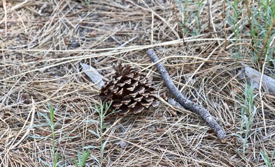 Pine in the Woods