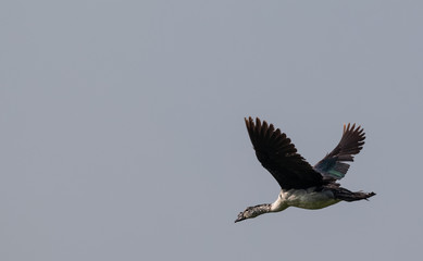 Comb Duck in flight 