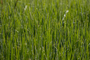 Dew drops of green brasses on Farming field