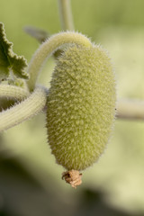 Ecballium elaterium squirting cucumber cucurbitácea wild also called Devil's Gherkin, because when it ripens it shoots the seeds of its interior with great force is a weed in the Andalusian fields